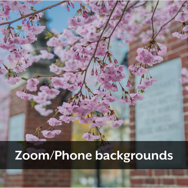 A budding tree branch with the text "Zoom/Phone backgrounds" 